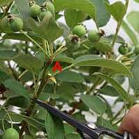 Apple tree bonsai pruning (Malus)