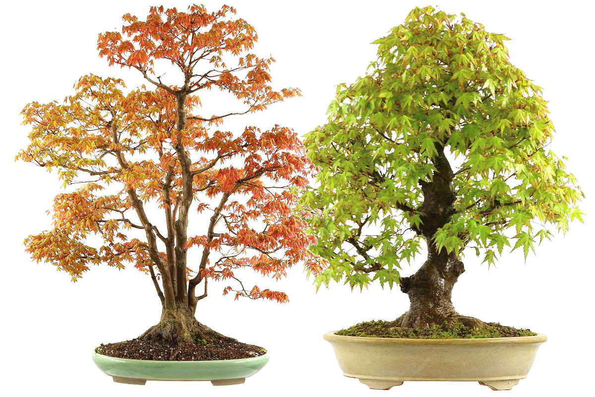 Entretien du bonsaï d'érable japonais