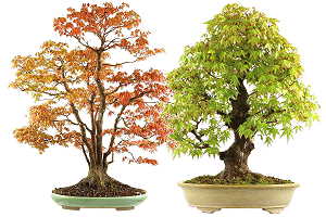 Japanese maple bonsai (Acer palmatum) - Import from Japan 2018