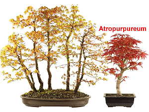 Japanese maple bonsai (Acer palmatum) - Varieties Katsura + Atropurpureum