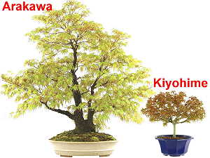 Japanese maple bonsai (Acer palmatum) - Varieties Arakawa + Kiyohime
