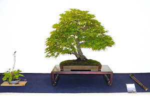 Bonsaï d'érable japonais (Acer palmatum) en exposition