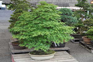 Arakawa Klon palmowy bonsai (Acer palmatum) - Import z Japonii 2019