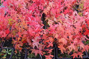 Japanese maple bonsai (Acer palmatum) - Young plants in autumn colors