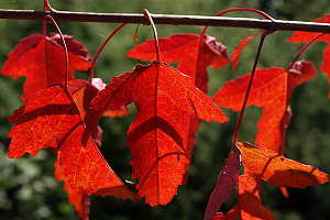 Érable de Mandchourie (Acer ginnala) - couleur d'automne