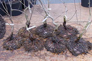 Bonsai di acero dell'Amur (Acer ginnala) - giovani piante su un disco stratificato ad aria