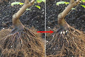 Bonsaï érable de Mandchourie (Acer ginnala) - correction des racines lors du rempotage - exemple 1
