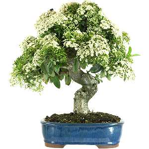 Firethorn bonsai (Pyracantha coccinea) with flowers