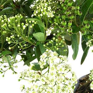 Bonsaï de buisson ardent (Pyracantha coccinea) avec fleurs et fruits immatures