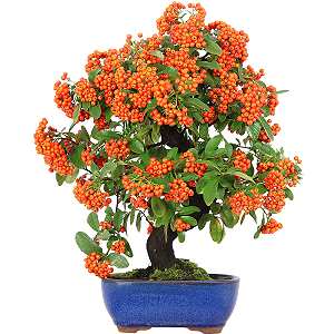 Firethorn bonsai (Pyracantha coccinea) with fruits