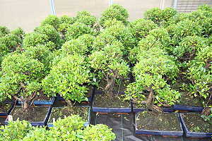 Ficus Bonsái - Imágenes de nuestro stock