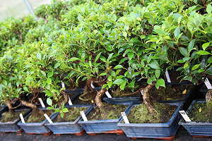 Bonsai di Ficus- Immagini del nostro stock