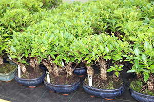Ficus bonsai - Stock pictures