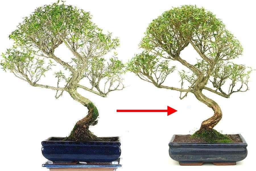 What to Know About Chopping the Trunk of Your Bonsai