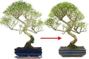 Pruning a Snow rose bonsai (Serissa foetida) - Before cutting in May and then in July