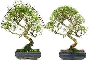 Przycinanie Róży śnieżnej bonsai (Serissa foetida) - Planowanie: Jeśli w przyszłości korona powinna znaleźć się na niebieskiej linii, musisz przyciąć Różę śnieżną bonsai z powrotem do czerwonej linii