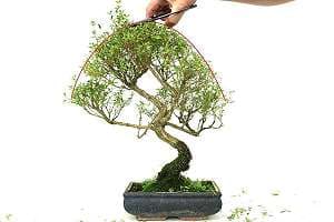 Przycinanie Róży śnieżnej bonsai (Serissa foetida) - Przycinanie korony