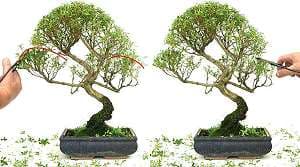 Taille d’un bonsaï de Neige de juin (Serissa foetida) - façonner le feuillage