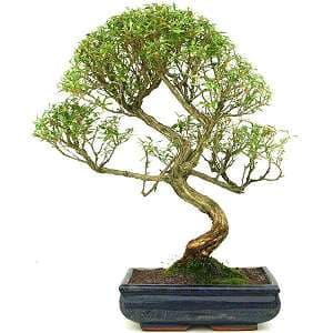 Taille d’un bonsaï de Neige de juin (Serissa foetida) - Arbre taillé