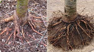 Bonsai di larice - buon radicamento con l’utilizzo dei muschi e correzione annuale delle radici. A destra: radice dopo applicazione sfagno