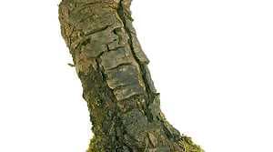 Japanese larch (Larix kaempferi) - Borky bark: Bonsai, 13 years old