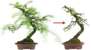 Potatura un bonsai di larice (Larix) - Larice giapponese, Larix kaempferi, prima e dopo l’impostazione iniziale della chioma dell'albero