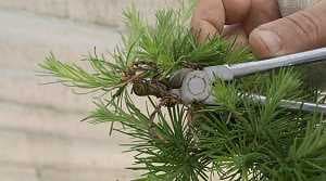 Taille d’un bonsaï de mélèze (Larix) - Après la construction initiale, une petite partie de la cime du houppier est morte. Le fil de ligature est retiré de la partie morte avec une pince à fil. Le reste du houppier reste ligaturé