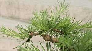 Potatura un bonsai di larice (Larix) - L’apice della chioma sul larice è stata rimossa. Una ferita di queste dimensioni su larici giapponesi sani si rimargina in circa 3-4 anni, anche senza pasta cicatrizzante