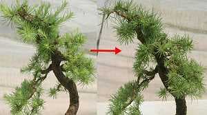 Taille d’un bonsaï de mélèze (Larix) - Aperçu d’avant et d’après le rabattage des pousses longues. En particulier sur la cime du houppier, les pousses ont étés affaiblies. Les zones inférieures peuvent devenir un peu plus fortes