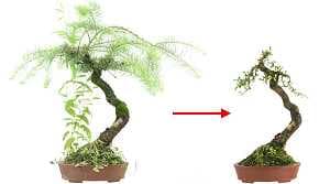 Potatura un bonsai di larice (Larix) - Larice giapponese bonsai Larix kaempferi - prima e dopo l’impostazione iniziale della chioma dell'albero, Giugno 2015
