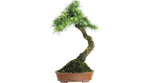 Potatura un bonsai di larice (Larix) - Metà settembre: dopo una nuova potatura prima dell'inverno