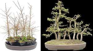 Japanese larch bonsai (Larix kaempferi) - forest design of young plants. Time between left and right: 5 years