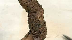 Bonsai de alerce (Larix kaempferi): Cicatriz de la herida (1.5 cm de diámetro) completamente cerrada después de 4 años