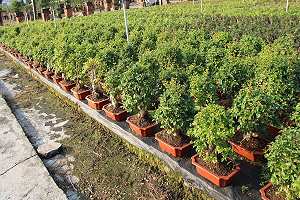 Chinese privet bonsai (Ligustrum sinensis) - Stock in a Chinese export nursery
