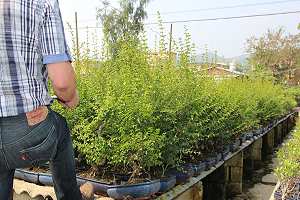 Bonsái de aligustre chino (Ligustrum sinensis) - Selección de bonsáis en un vivero chino de exportación