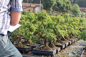 Selezione di bonsai di ligustro (Ligustrum sinensis) nel giardino di un esportatore cinese