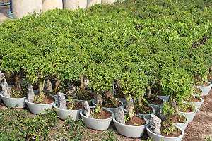 Stock di bonsai di ligustro (Ligustrum sinensis) nel giardino di un esportatore cinese
