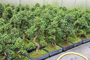 Chinese privet bonsai (Ligustrum sinensis) - Ligustrum after cutting