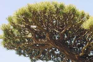 White pine bonsai - Dense branches
