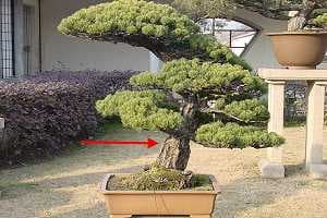 Bonsai sosny drobnokwiatowej (Pinus pentaphylla) na korzeniach sosny czarnej - Widoczny jest punkt szczepienia