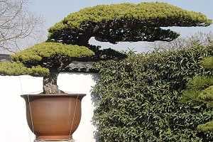 Bonsaï Pin blanc japonais - Les plateaux d'aiguilles ont un aspect doux. Arbre du Jardin Botanique de Shanghaï