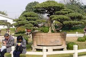 Sosna drobnokwiatowa bonsai - Ogród botaniczny w Szanghaju