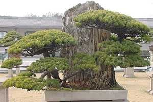 Bonsaï Pin blanc japonais (Pinus pentaphylla)- Forêt avec roches. Arbre du Jardin Botanique de Shanghaï