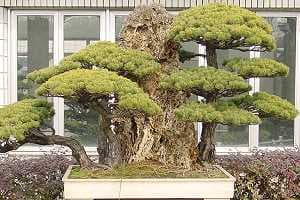 Bonsaï Pin blanc japonais (Pinus pentaphylla)- Forêt avec roches. Arbre du Jardin Botanique de Shanghaï