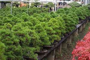 Sosna drobnokwiatowa bonsai - Import - Magazyn w japońskiej szkółce eksportowej