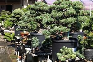 Sosna drobnokwiatowa bonsai - Import - Magazyn w japońskiej szkółce eksportowej