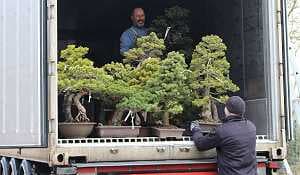 White pine bonsai - Import - Unloading of a container