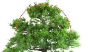 Bonsái de pino blanco japonés (Pinus pentaphylla) antes de podar