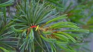Potatura di Bonsai di pino bianco (Pinus pentaphylla) - Rimozione completa dei germogli giovani