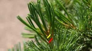 Potatura di Bonsai di pino bianco (Pinus pentaphylla) - Accorciamento delle candele